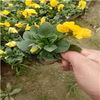 天门草花常年供应、仙桃草花批发 