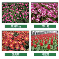 武汉草花分享非洲凤仙知识