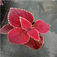 仙桃室内花卉_鲜花都在哪里批发 