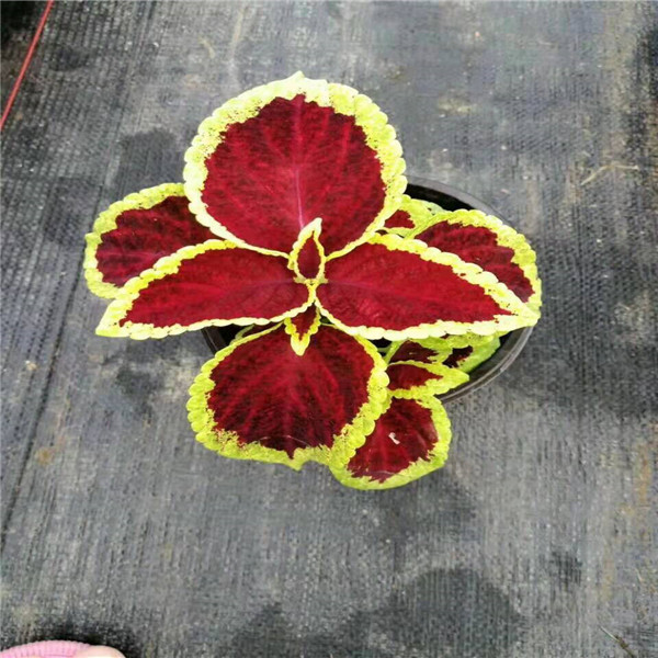 天门草花批发、仙桃草花基地 