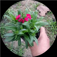 湖北草花,湖北苗木我公司种殖专业草花苗木 