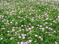 湖北苗木/湖北草花/湖北苗木那里的**？联系电话是多少 