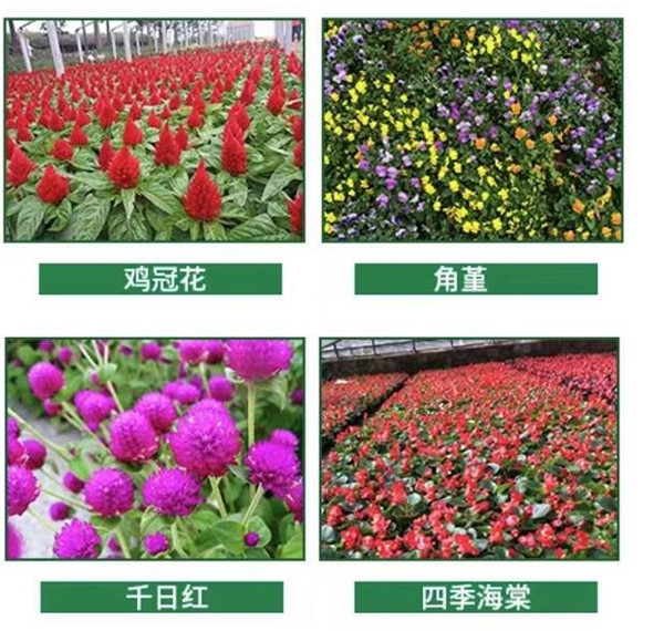 天门草花公司