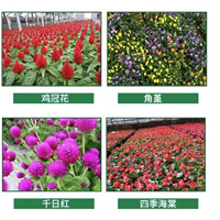 天门草花公司