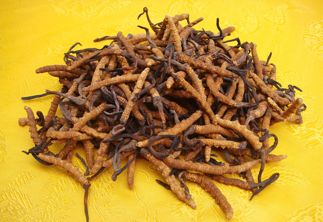 哈尔滨回收冬虫夏草/黑龙江高价回收茅台