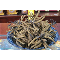 巢湖冬虫夏草回收 