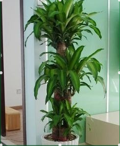 兰州花卉租赁｜兰州花卉销售｜兰州盆栽销售 