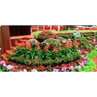 兰州办公室植物 
