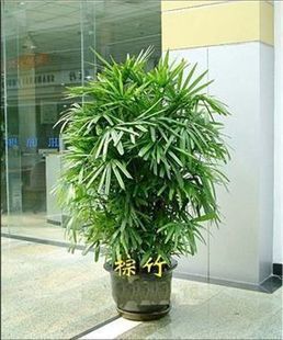 室外植物盆栽】兰州室外植物盆栽-棕竹】主要功能: 吸甲醛 防辐射 趣味 