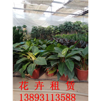 兰州绿植租赁