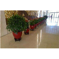 兰州驱蚊草苗 观叶植物客厅卧室室内盆栽 