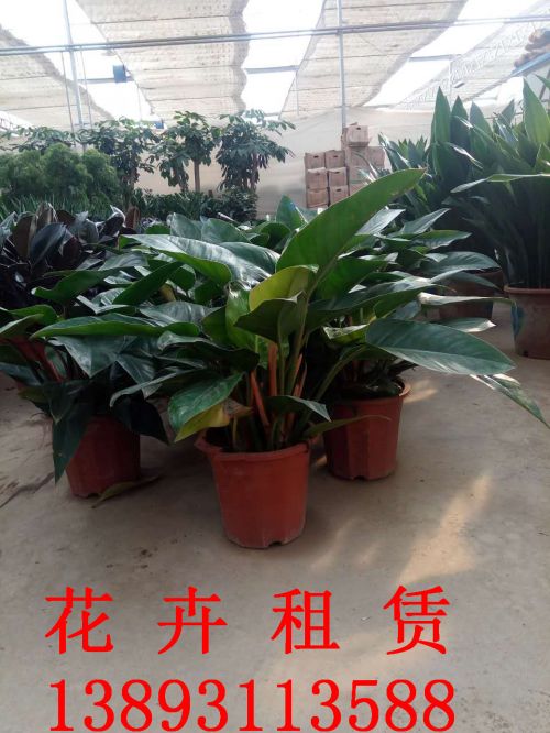 兰州绿植租摆