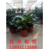兰州绿植租摆