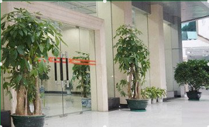 兰州会场花卉布置 甘肃会场花卉布置 