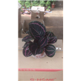 甘肃花卉租赁｜兰州租花{**实惠}