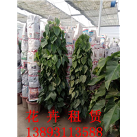 兰州花卉租赁