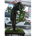 兰州盆栽租摆｜兰州园艺用花｜兰州绿植租赁