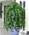 甘肃花卉租赁】甘肃兰州绿植销售-**专业 