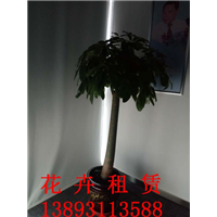 兰州植物租摆
