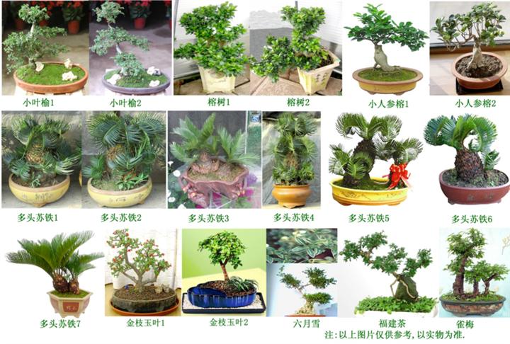 甘肃花卉销售｜兰州花卉销售｜兰州欣陇苗圃13893113588 