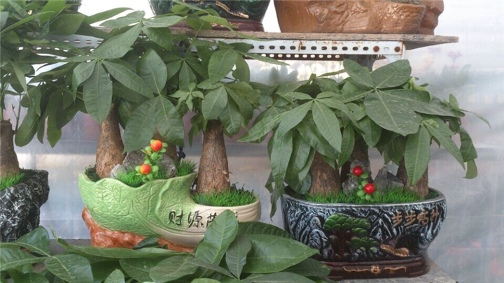 甘肃花卉租赁｜兰州租花{**实惠}