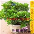 兰州米兰花苗 可驱蚊虫植物 