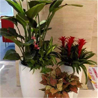 甘肃盆景销售｜兰州花卉租赁｜兰州盆栽销售 