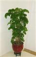 兰州室内植物租赁｜兰州室内植物租摆｜兰州室内植物出租13893113588 