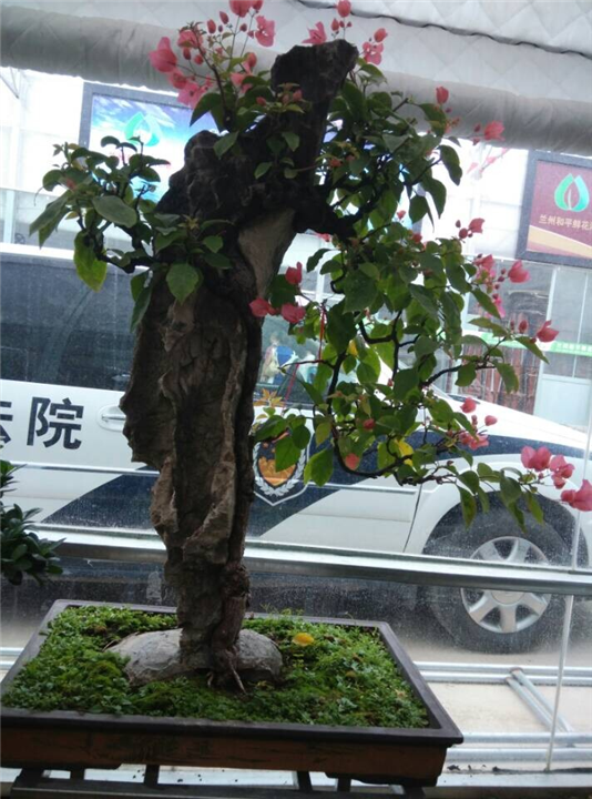 兰州盆栽租摆｜兰州园艺用花｜兰州绿植租赁