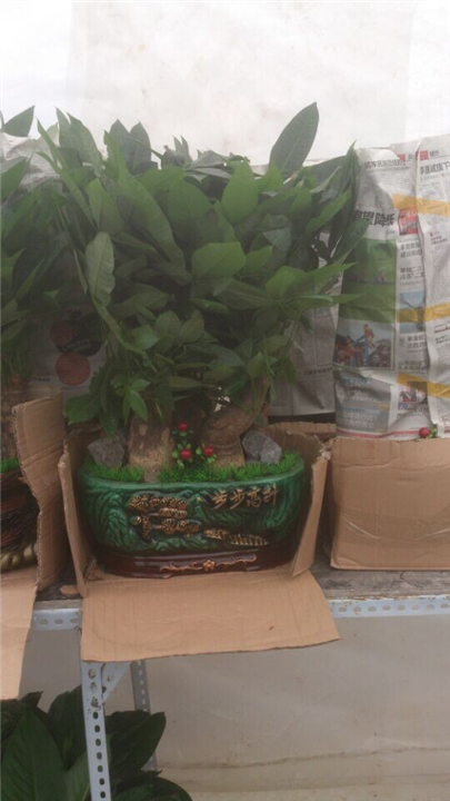 甘肃花卉租赁｜兰州会议租花{**实惠}