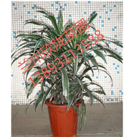 甘肃花卉植物租赁、兰州花卉植物租摆 