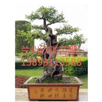 兰州盆栽绿植】兰州盆栽绿植销售 