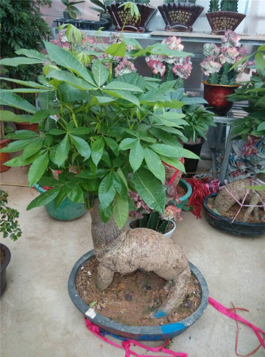 兰州租花｜兰州盆栽销售｜兰州盆栽租摆