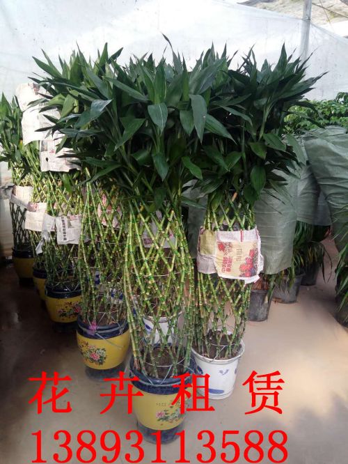 兰州花卉租摆
