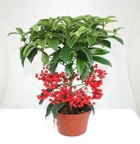 兰州富贵子 绿植盆栽花卉 招财进宝吉祥 室内盆栽 