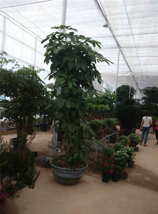 兰州盆栽租赁｜兰州租花｜兰州会议租花