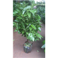 兰州盆景植物租赁｜兰州盆景植物租摆