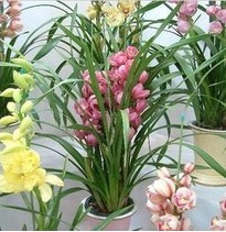 兰州大花蕙兰 个性高档花卉 适合送礼13893113588 