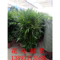 兰州植物租赁