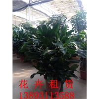兰州花卉租摆