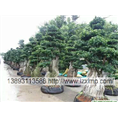 甘肃花卉租摆、甘肃绿植租摆，价格公道
