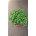 兰州盆景销售｜兰州花卉销售｜兰州租花