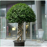 兰州黑金刚 橡皮树 吸甲醛 13893113588 室内客厅大型植物 