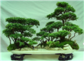 福建花卉租赁】福建花卉植物租赁】13893113588李先生 