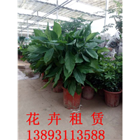 兰州绿植租赁