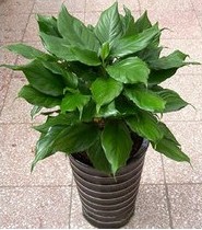 兰州万年青室内植物 办公客厅盆栽13893113588 
