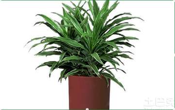 兰州澳洲杉 绿植盆栽 室内植物13893113588 