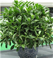 兰州办公绿植花卉 甘肃办公绿植花卉租赁 