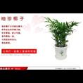 兰州花卉租赁 兰州绿植租摆 兰州植物盆栽