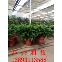 兰州植物租赁